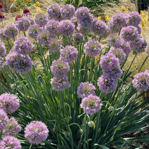 Pažítka sibírska – Allium nutans L. / živá bylinka, rastlinka v kvetináči